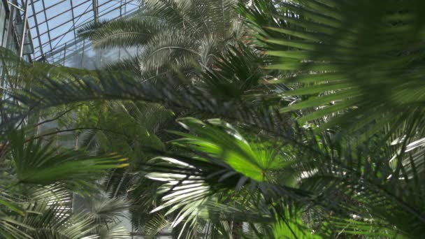 Widok Palm Szklarni — Wideo stockowe