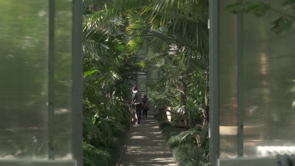 Pessoas Uma Estufa Jardim Botânico — Vídeo de Stock
