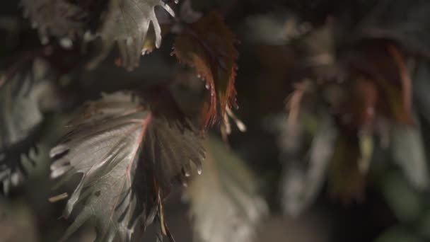 Planten Met Stekelige Bladeren — Stockvideo