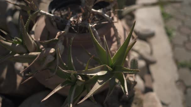 Topfpflanze Aloe Vera — Stockvideo
