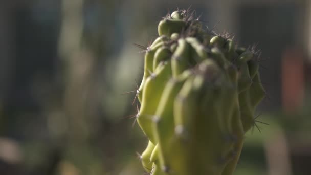 Zamknij Nagranie Zielonego Kaktusa Świetle Słonecznym — Wideo stockowe