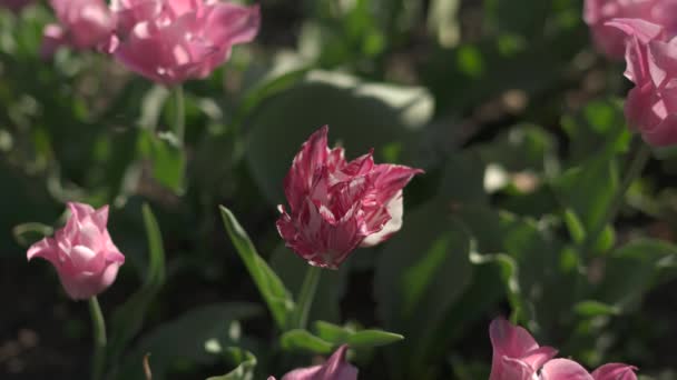 Tutup Tulip Pink — Stok Video