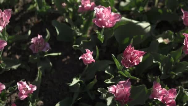 庭のピンクのチューリップ — ストック動画