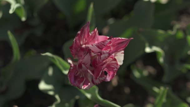 Primo Piano Tulipano Rosa — Video Stock