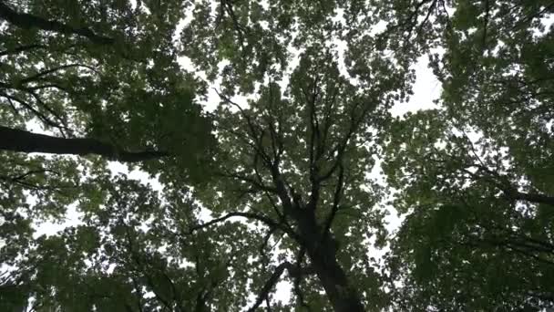 Χαμηλή Γωνία Των Τριών Ένα Δάσος — Αρχείο Βίντεο