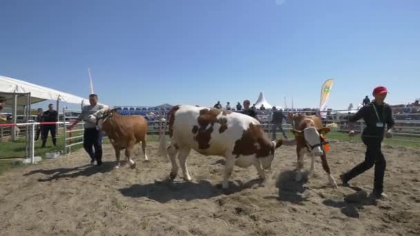 Kühe Auf Agraria Messe Versteigert — Stockvideo