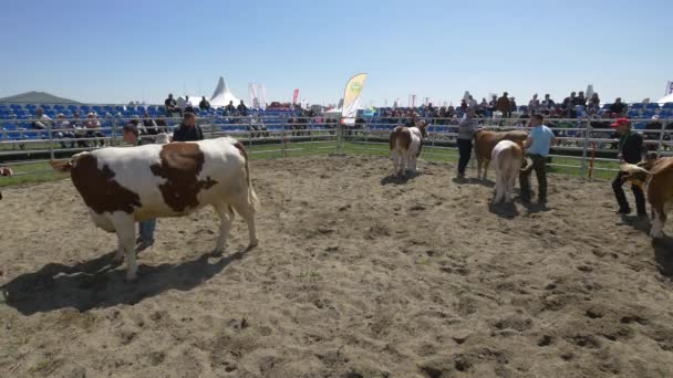 Gruppenbild Mit Kühen Auf Der Agraria — Stockvideo