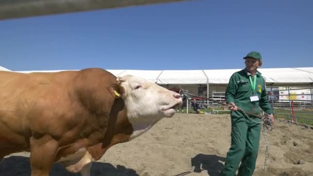 Simmental Bull Agraria Trade Fair — Stock video