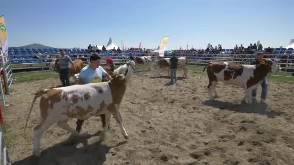 Kuhpräsentation Auf Der Agraria Messe — Stockvideo