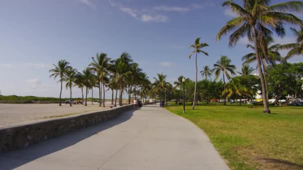 Palmiye Ağaçlı Park Sokağı Amerika Birleşik Devletleri — Stok video