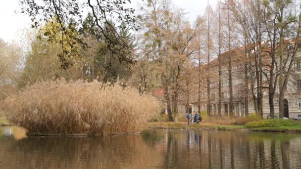 Bulrush Στη Μέση Μιας Λίμνης — Αρχείο Βίντεο