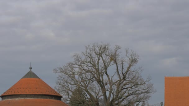 Tree Crown Rooftops — Stock Video