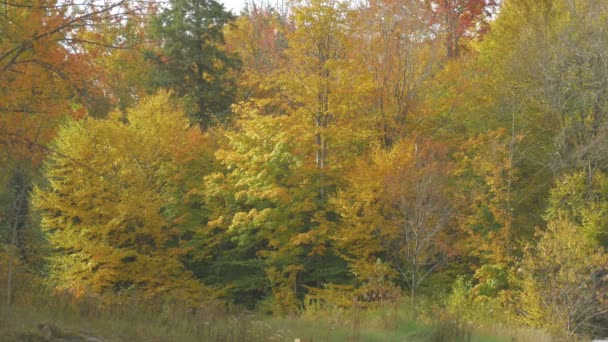 Желтые Осенние Деревья Концепция Природы — стоковое видео