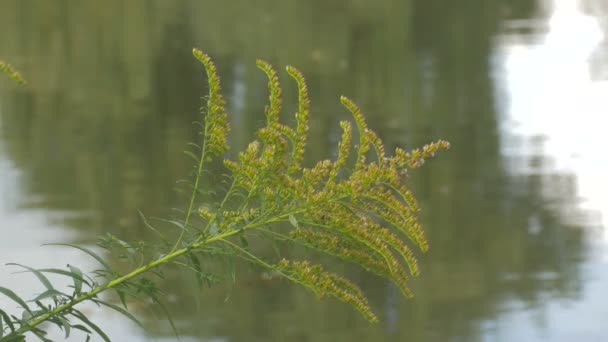 Planta Verde Lado Lago — Vídeo de Stock