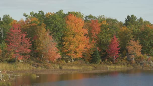 Цветные Осенние Деревья Берегу Озера — стоковое видео