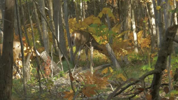在森林里看到的鹿 — 图库视频影像