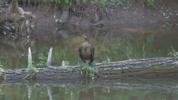 Burung Berdiri Atas Pohon Yang Tumbang — Stok Video