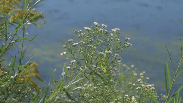 Witte Bloemen Bij Het Water — Stockvideo