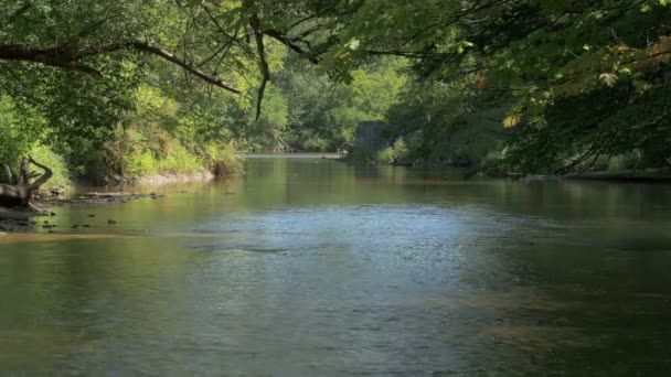 Bronte Creek Provinzpark Mit Fluss — Stockvideo