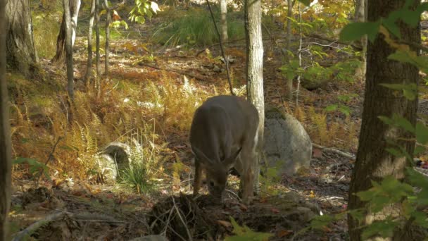 Θηλυκό Ελάφι Τρώει Στο Δάσος — Αρχείο Βίντεο