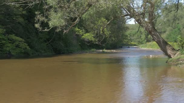 Rio Visto Parque Provincial Bronte Creek — Vídeo de Stock