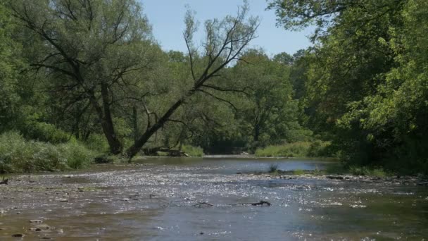 Bronte Creek Yolu Doğa Konsepti — Stok video