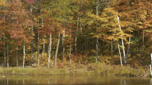 Осенние Леса Озеро — стоковое видео