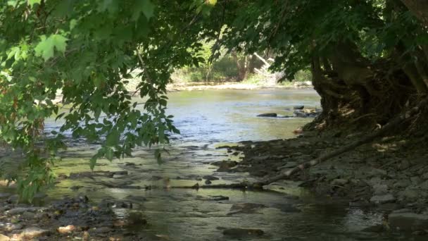 Pequeño Río Árboles — Vídeos de Stock