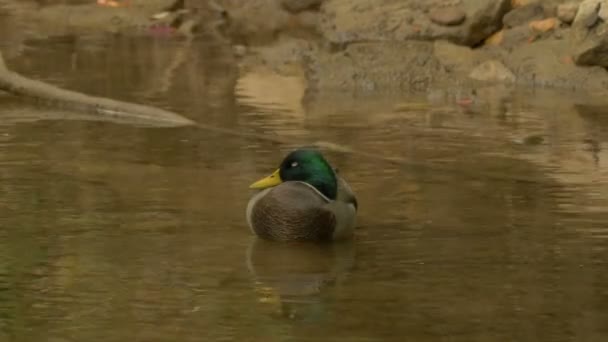 Duck Sleeping Shore — Wideo stockowe