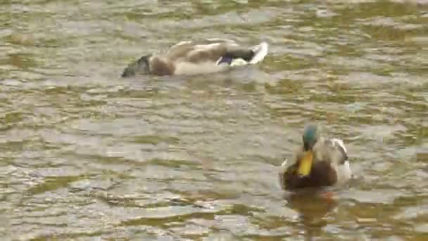 Πάπιες Κολυμπούν Στο Bronte Creek Provincial Park — Αρχείο Βίντεο