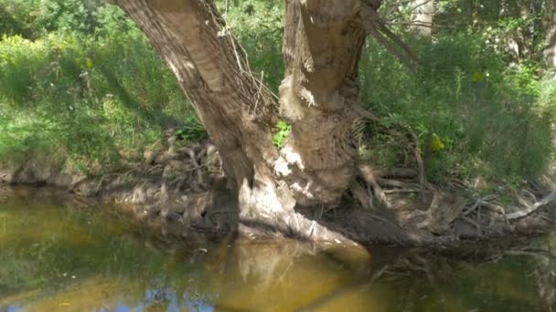 Vue Inclinée Arbre — Video