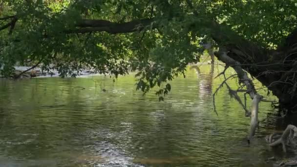 Green Tree Water — Vídeo de Stock