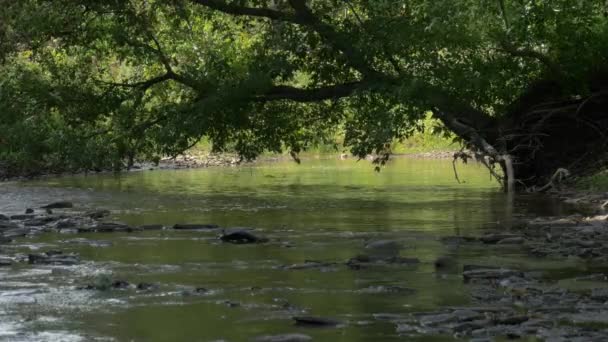 Дерево Спирається Над Водою — стокове відео