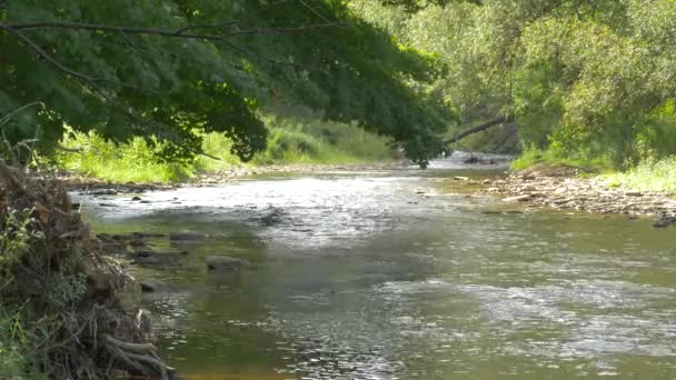 Río Que Fluye Cerca Árboles — Vídeos de Stock