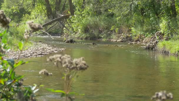 Bronte Creek Provincial Park River — Vídeos de Stock