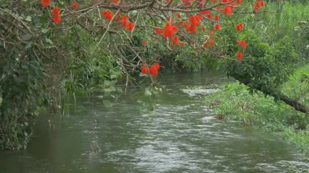 Small River Flowing Landscape — Vídeos de Stock