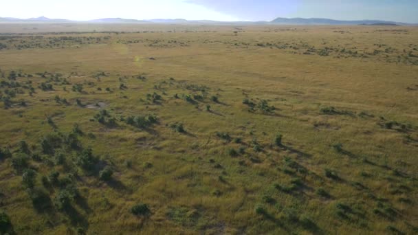 Εναέρια Ενός Αυτοκινήτου Σαφάρι Masai Mara — Αρχείο Βίντεο