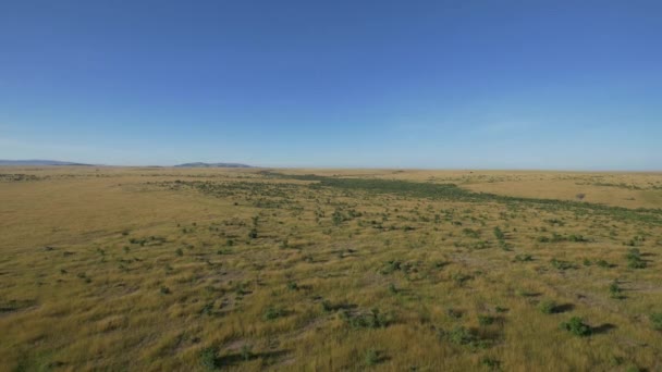 Aerial View Maasai Mara Blue Sky — Stock Video