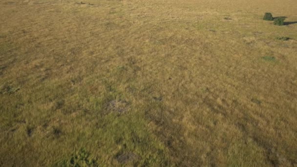 Luchtfoto Van Graslanden — Stockvideo