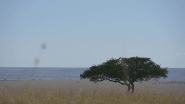 Vista Del Árbol Acacia — Vídeos de Stock