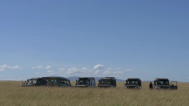 Safari Cars Parked Tall Grass — Stock Video