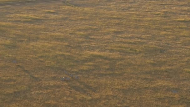 Légi Kilátás Zebrák Maasai Mara Füves Területeken — Stock videók