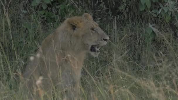 Lioness Resting Close — Stock Video