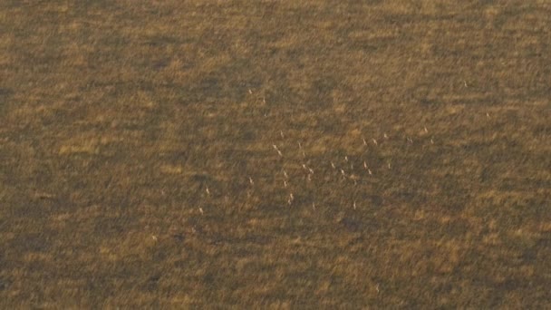 Letecký Záběr Stáda Antilop — Stock video