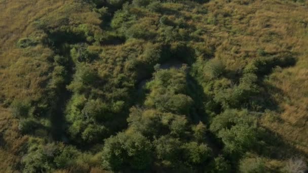 Воздушный Вид Кусты Вдоль Берега Реки — стоковое видео