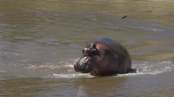Hippopotame Baignant Masai Mara — Video