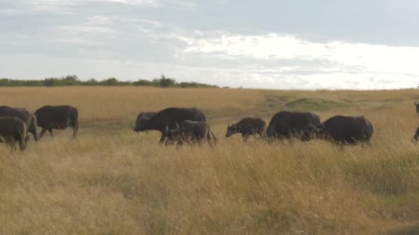 Buffelkudde Afrikaanse Vlakten — Stockvideo