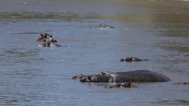 Hipopotam Rzece Masai Mara — Wideo stockowe