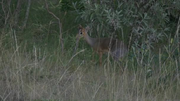 Kirk Dik Dik Masai Mara — Video Stock