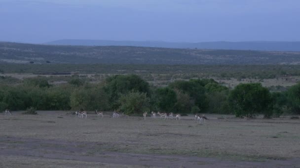 Masai Mara Milli Parkı Nda Thomson Ceylanları — Stok video